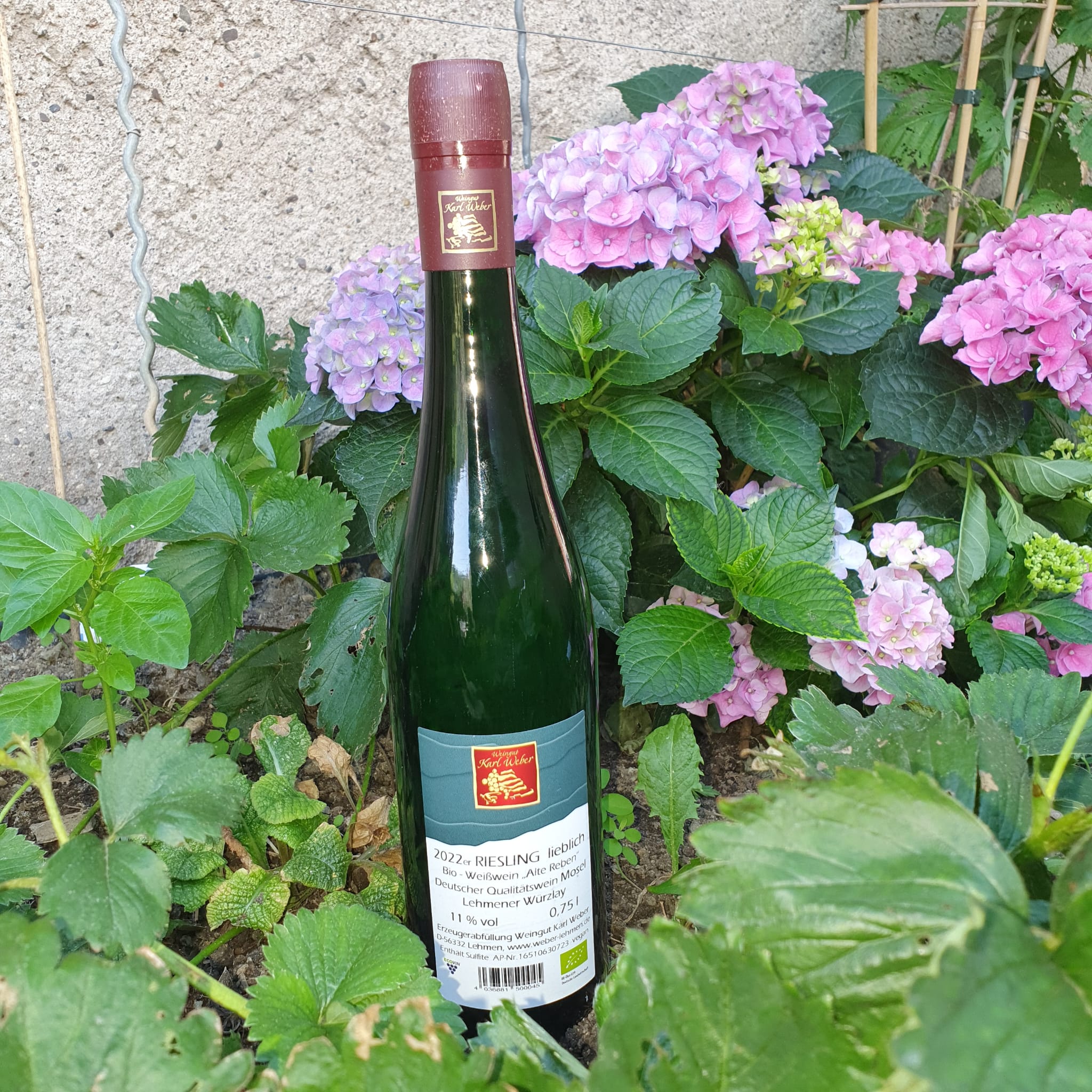 riesling-w-rzlay-lieblich-2022-qualit-tswein-bio-terrassen-weingut